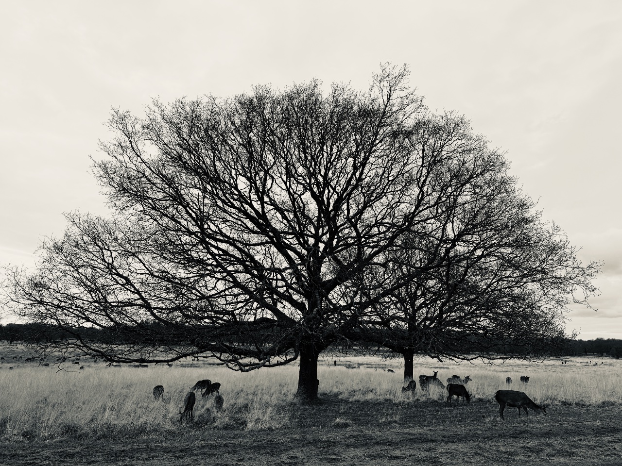 Bare Tree Grazing. 