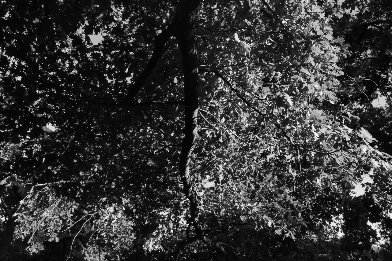 Canopy. Looking straight up into the leaves.