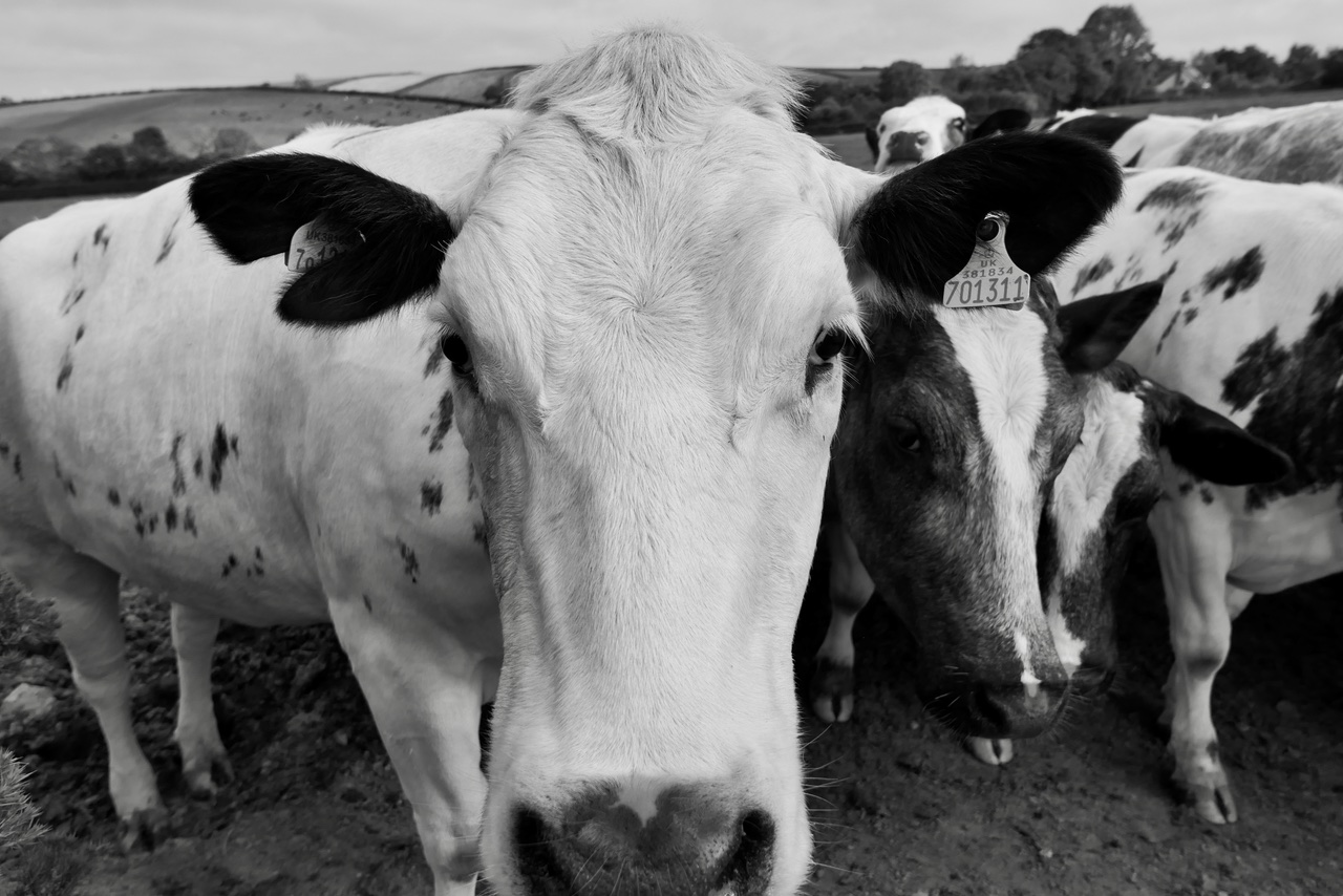 Cows' Heads. 