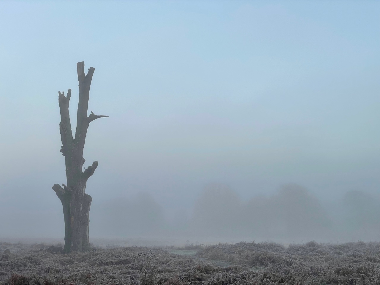 Dead Tree. 