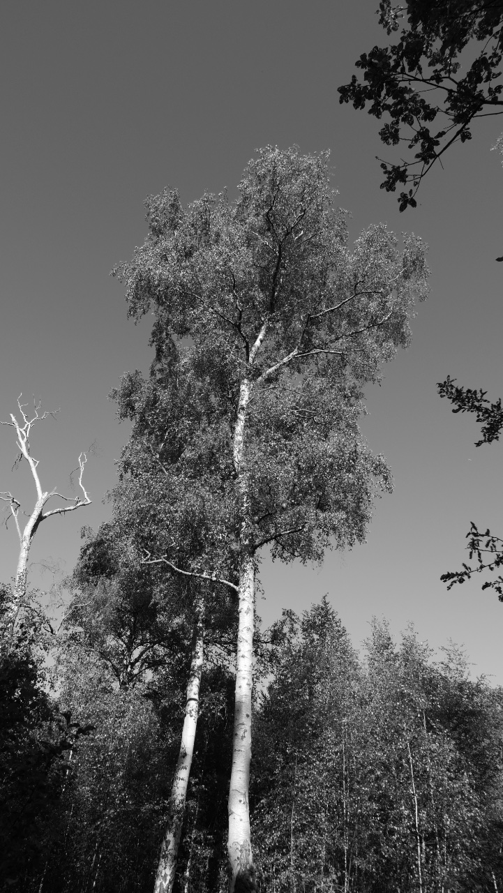 Silver Birch. 