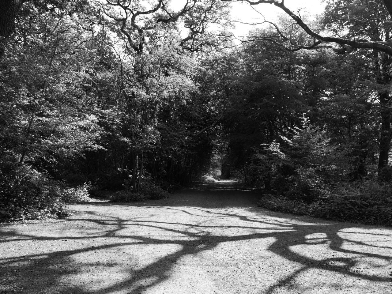 Shadow Lane. 