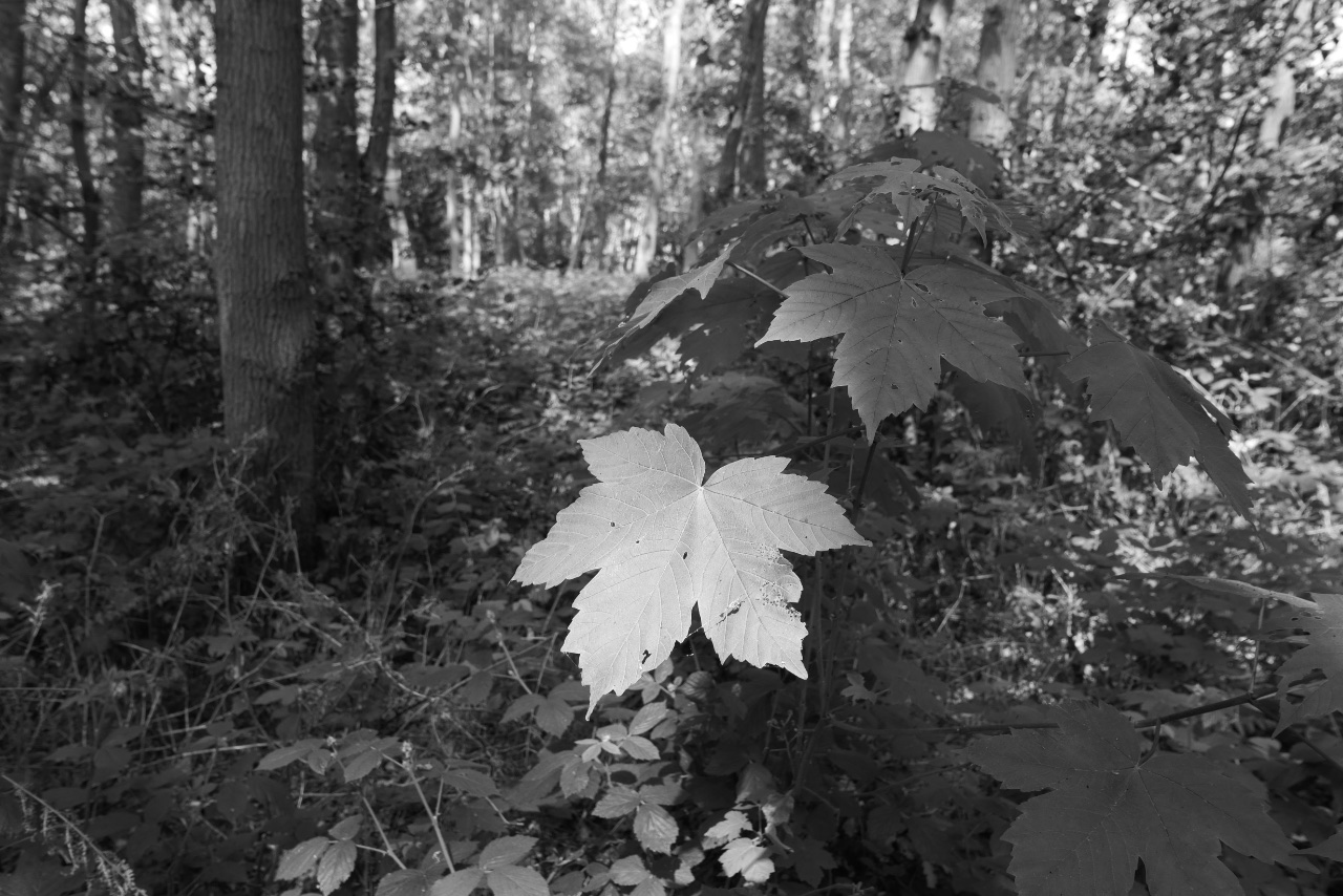 The Leaf. 