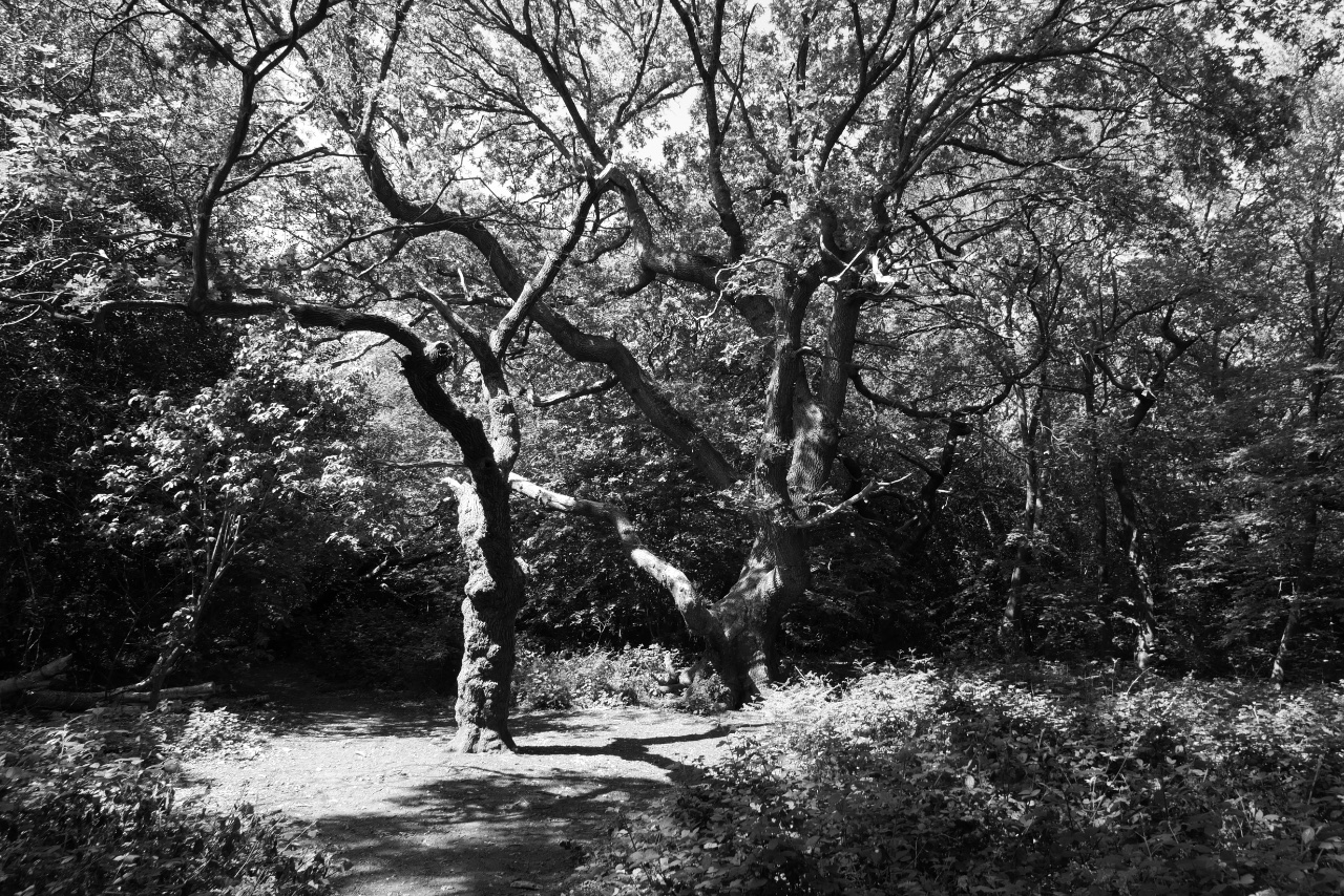 The Glade. 