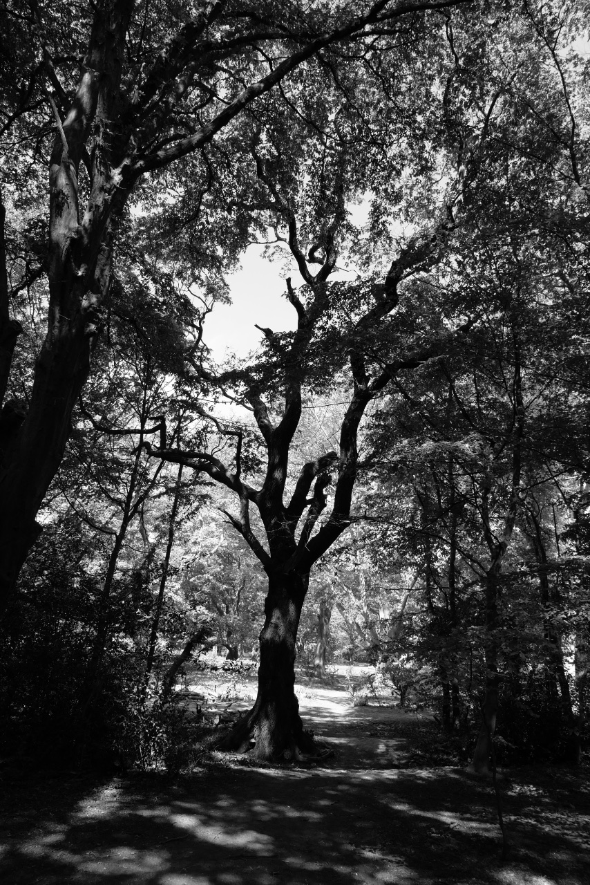 The Clearing. 
