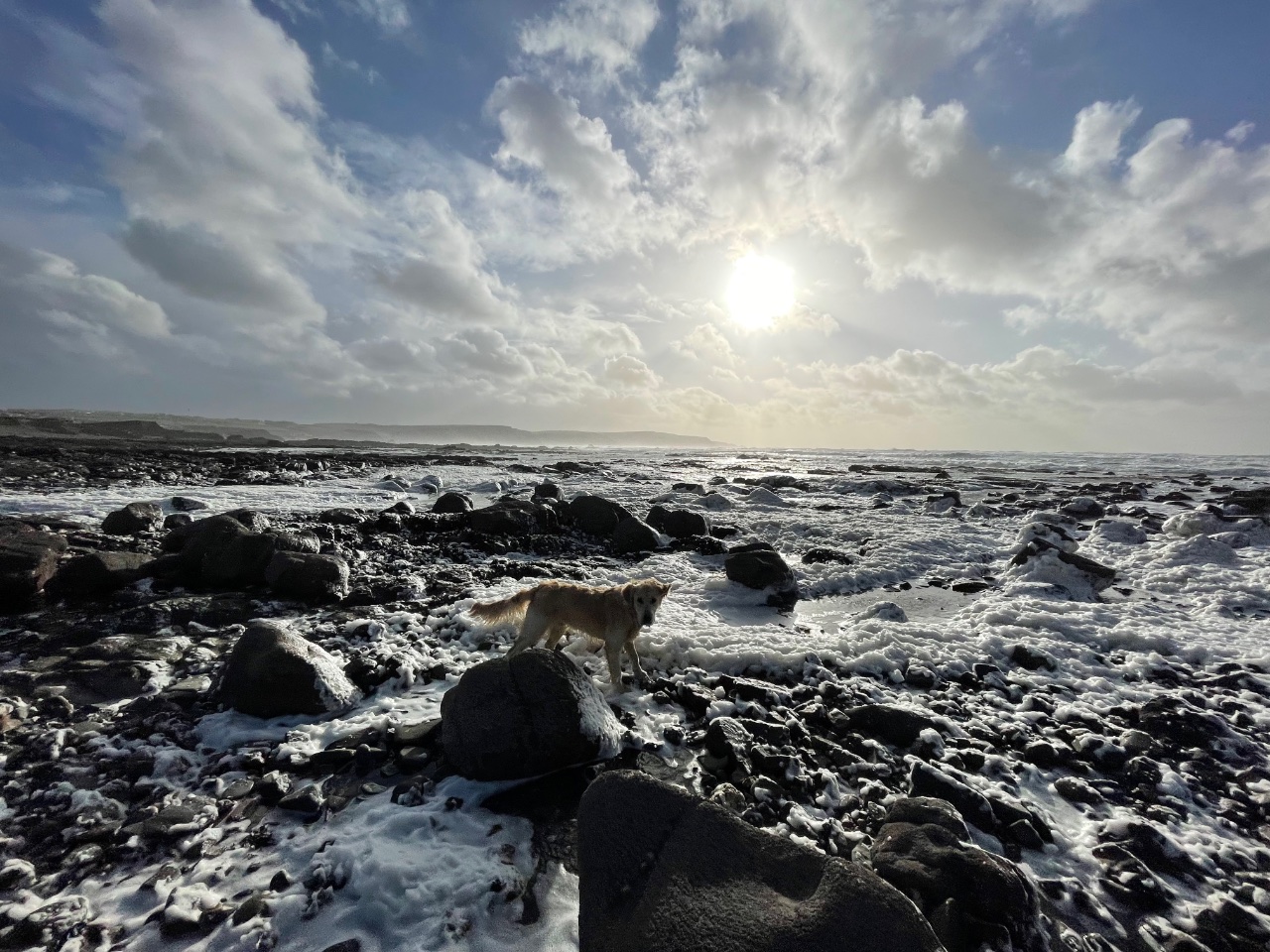 Dog on Rocky Shore. 