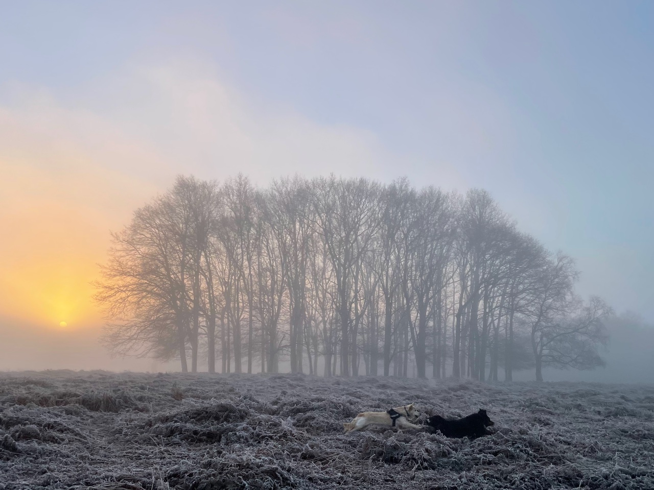 Dogs in Frosty Field. 
