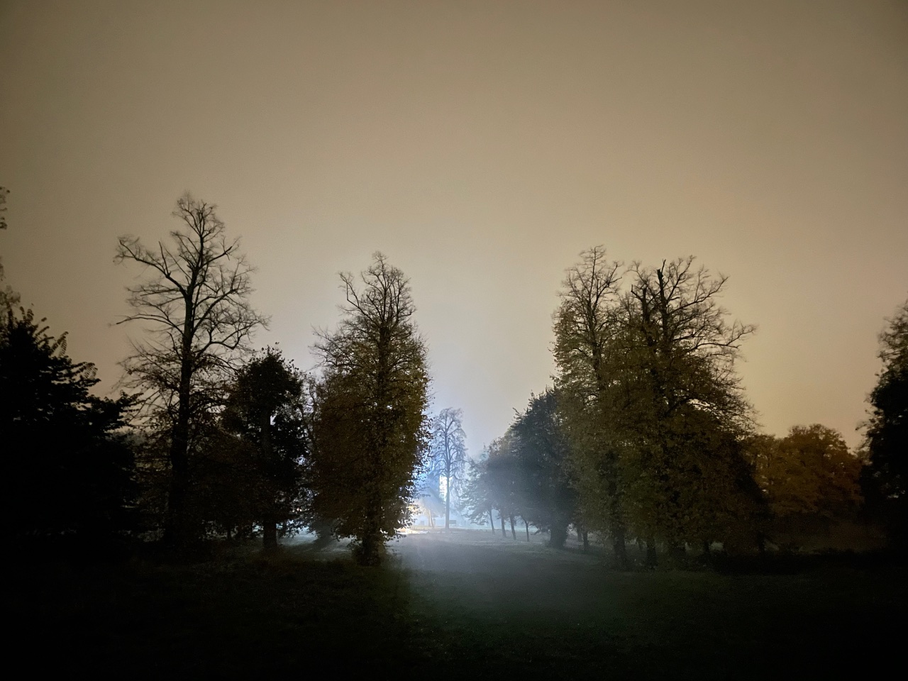 Foggy Tree Avenue. 