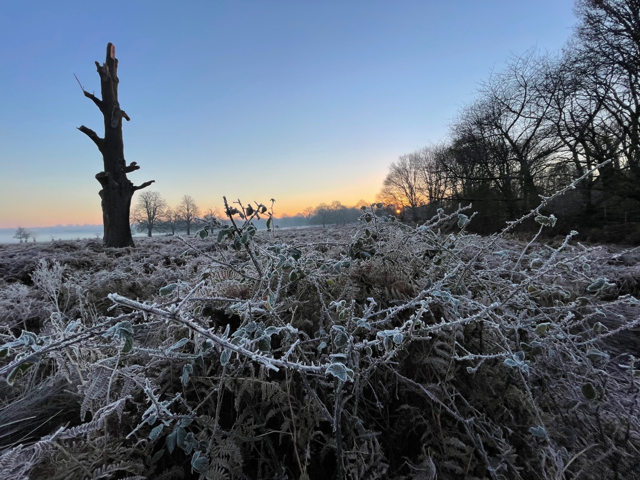 Frosted Field. 