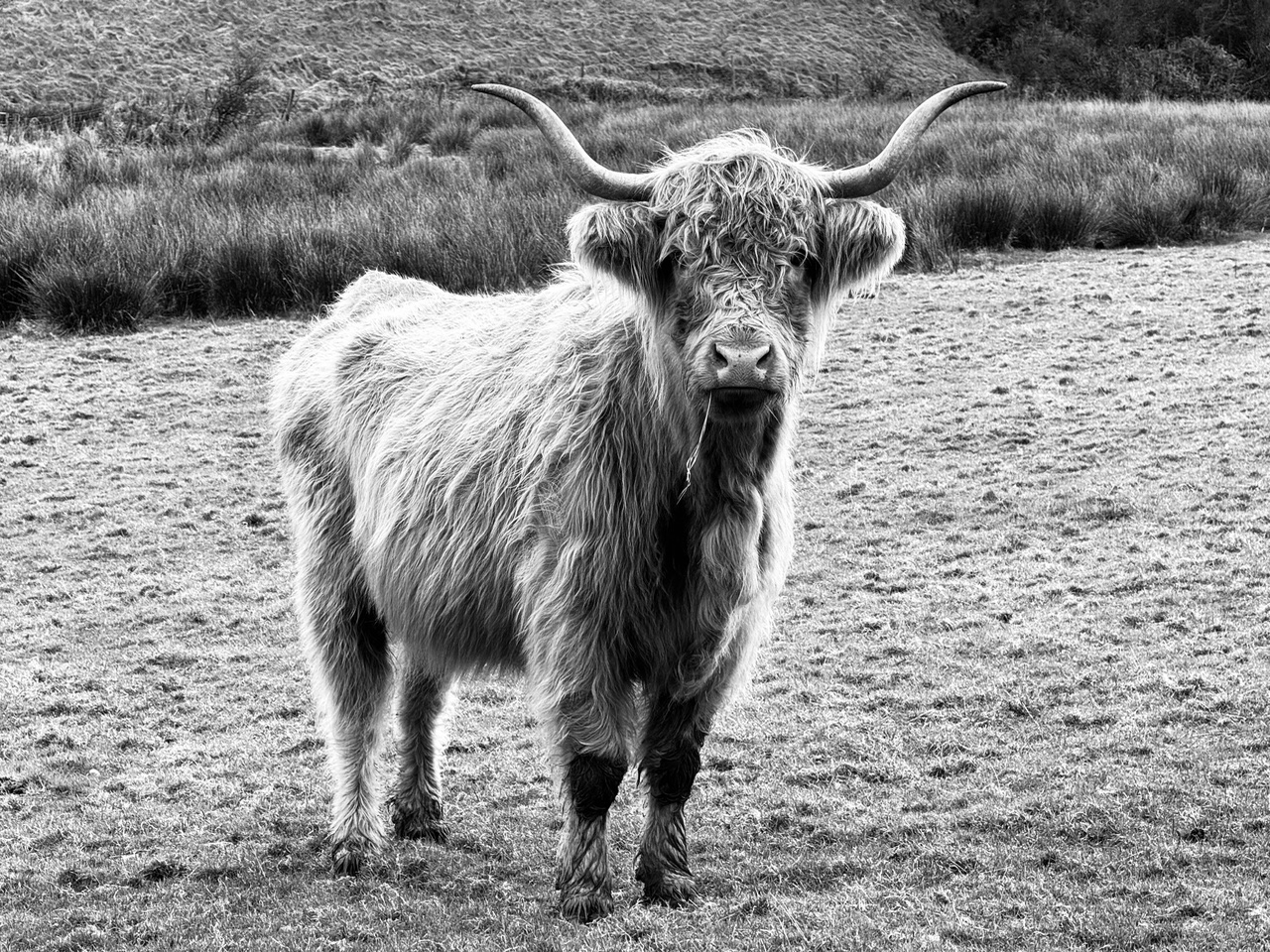 Highland Cow. 