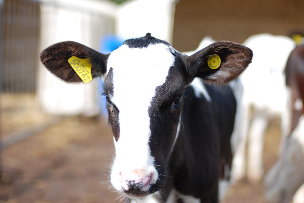 Identified Cow. 
