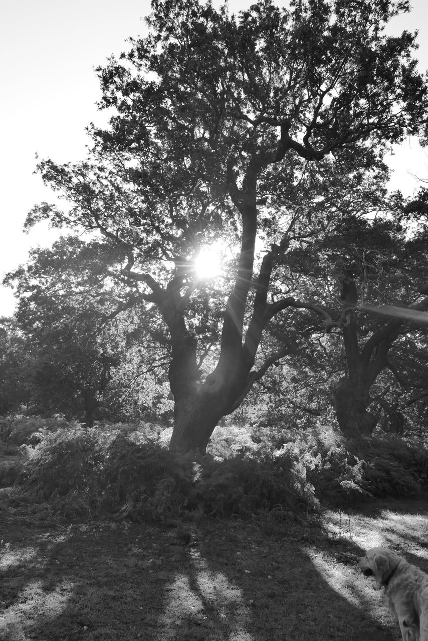 Oak and Sun. Backlit oak, with the dog keeping watch.