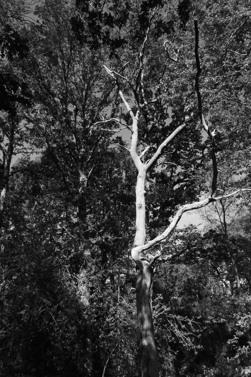 Pale Trunk. A pale trunk standing out from dark leaves.