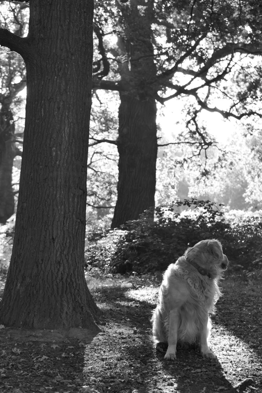 Sentinel. The dog waits by the trees.