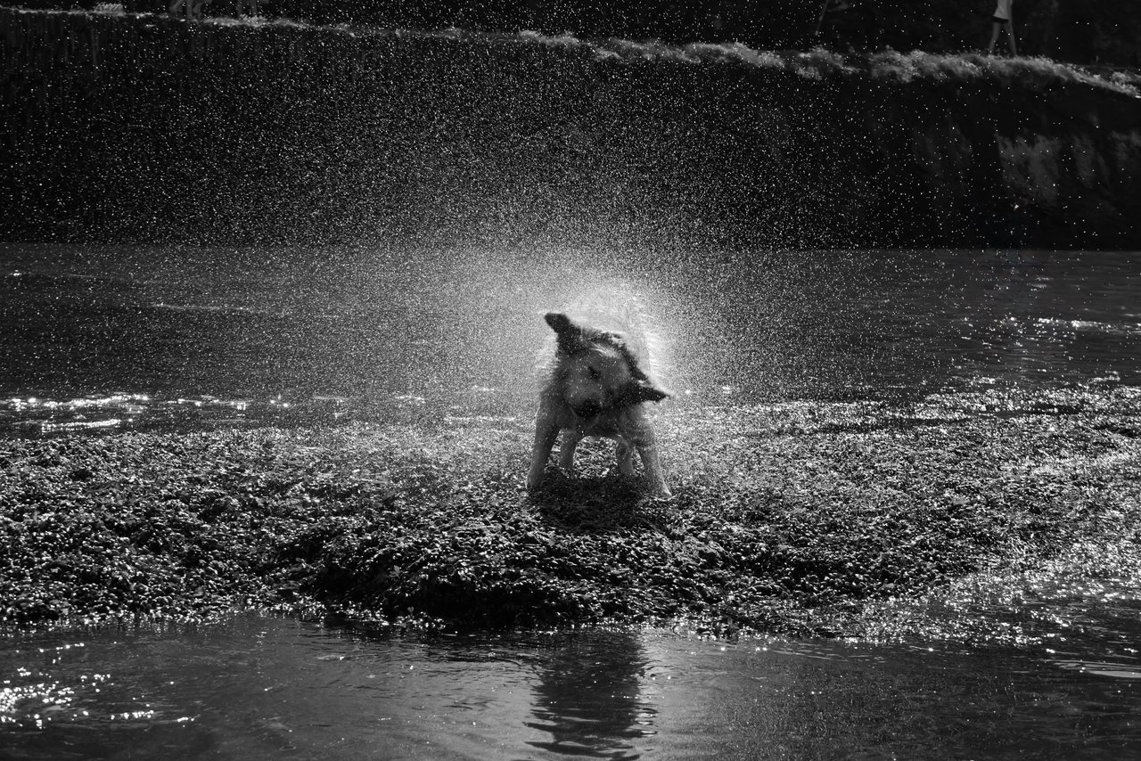 Shake. The dog shaking off the river in a burst of spray.