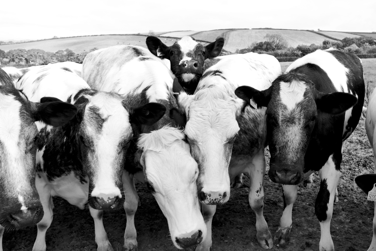 Six Cows. 