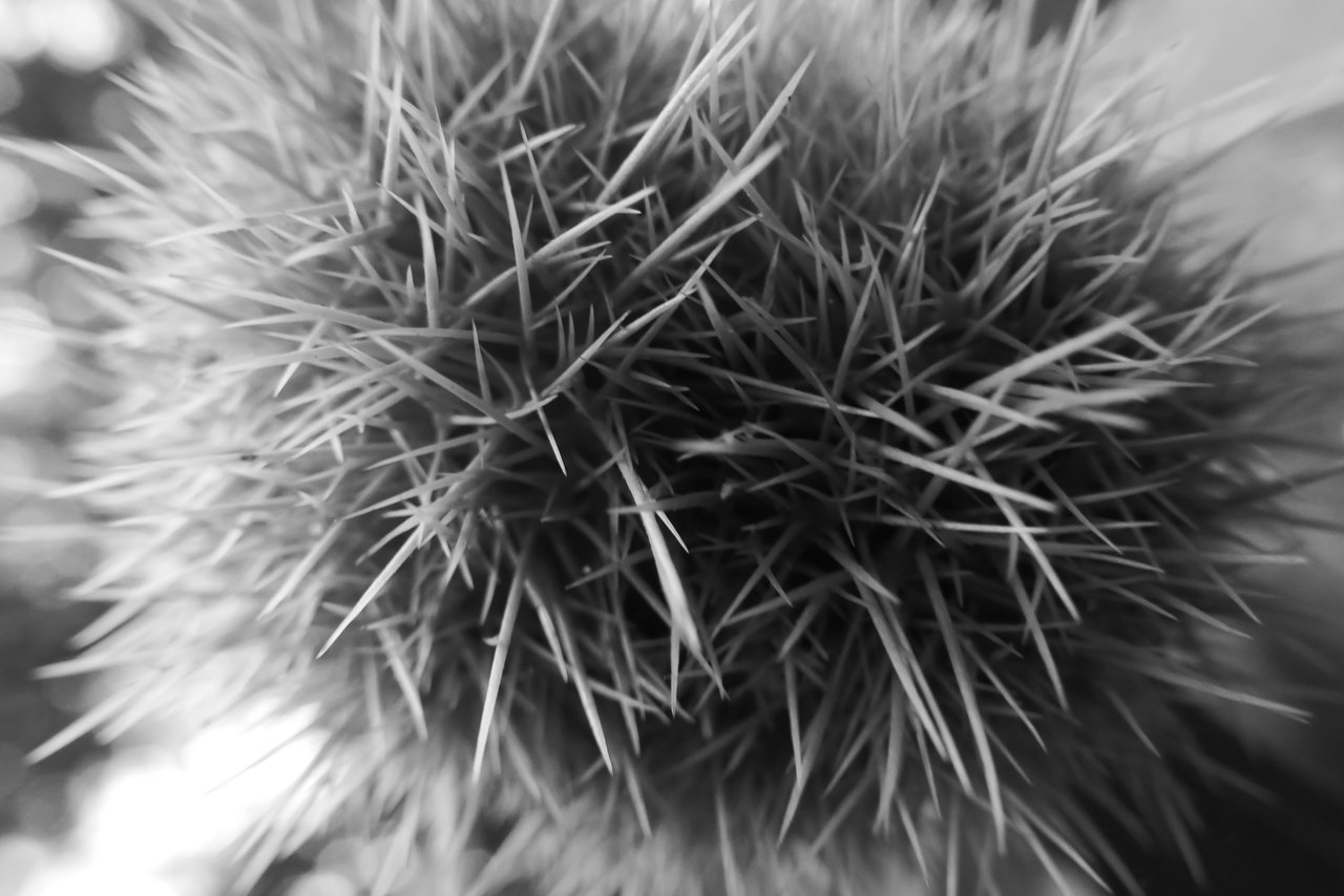 Spines III. A chestnut case, soft at the edges.