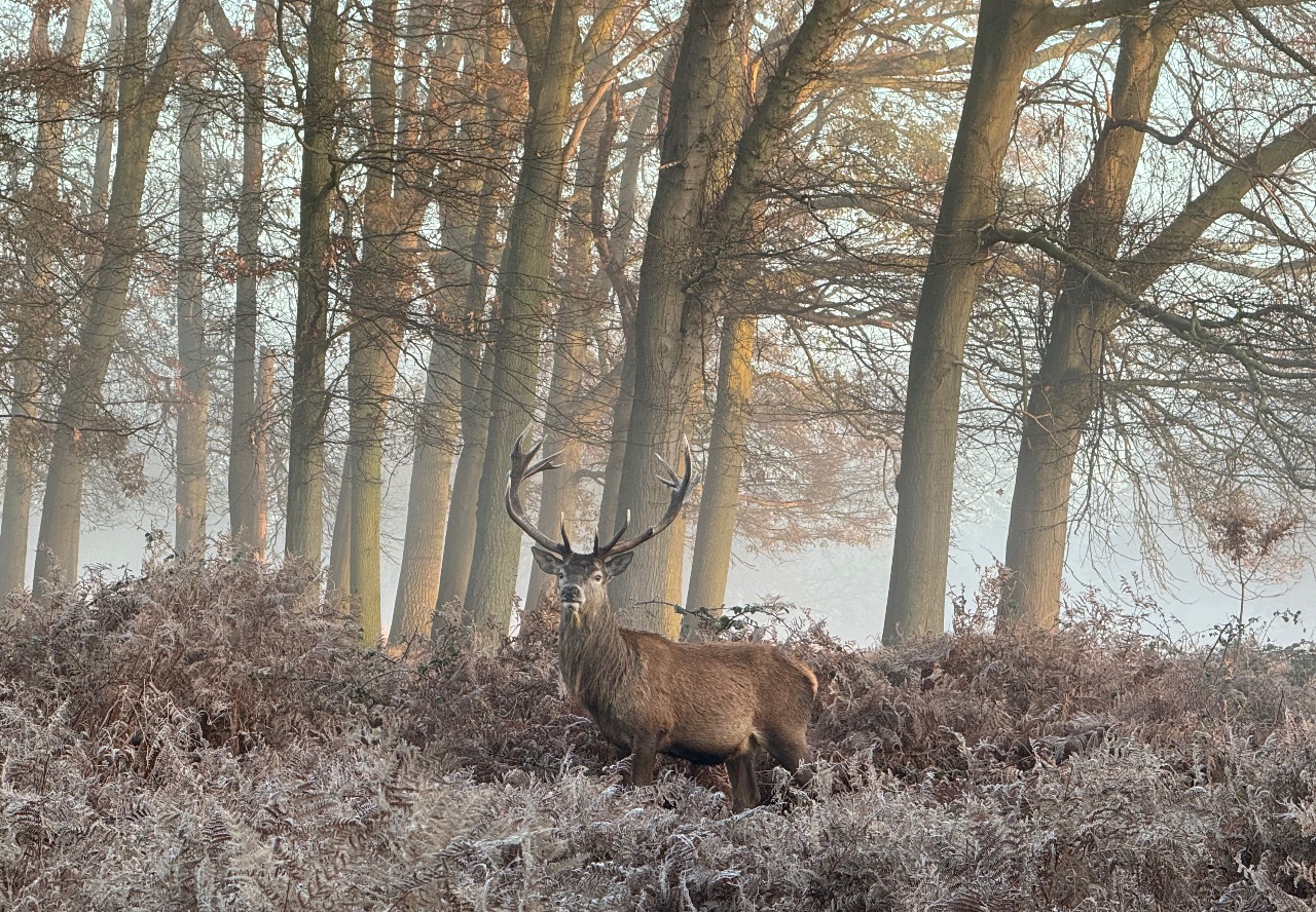 Stag in Frost. 