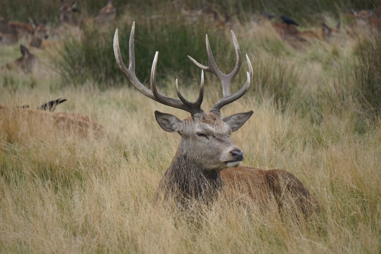 Stag. 