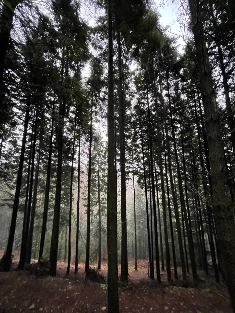 Tall Trees. 