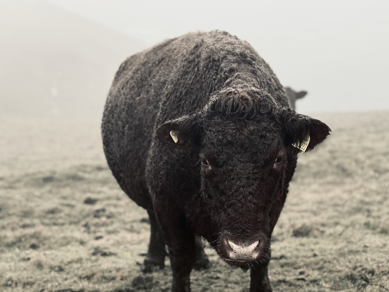 The Bull. 