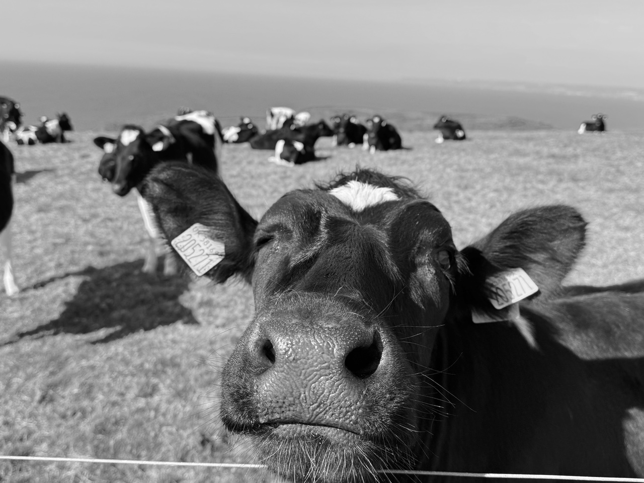 The Cow's Face. 
