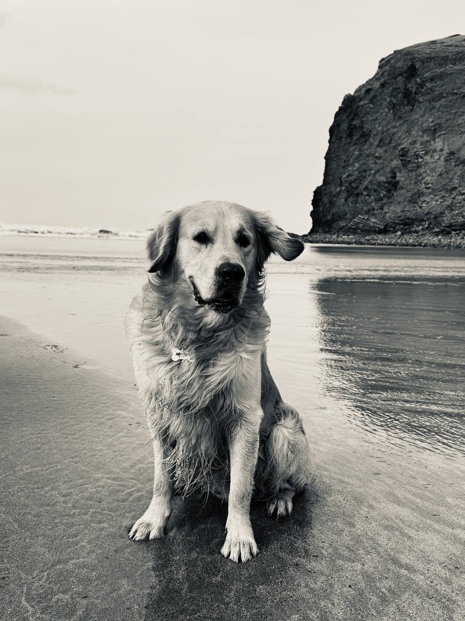 The Dog. 