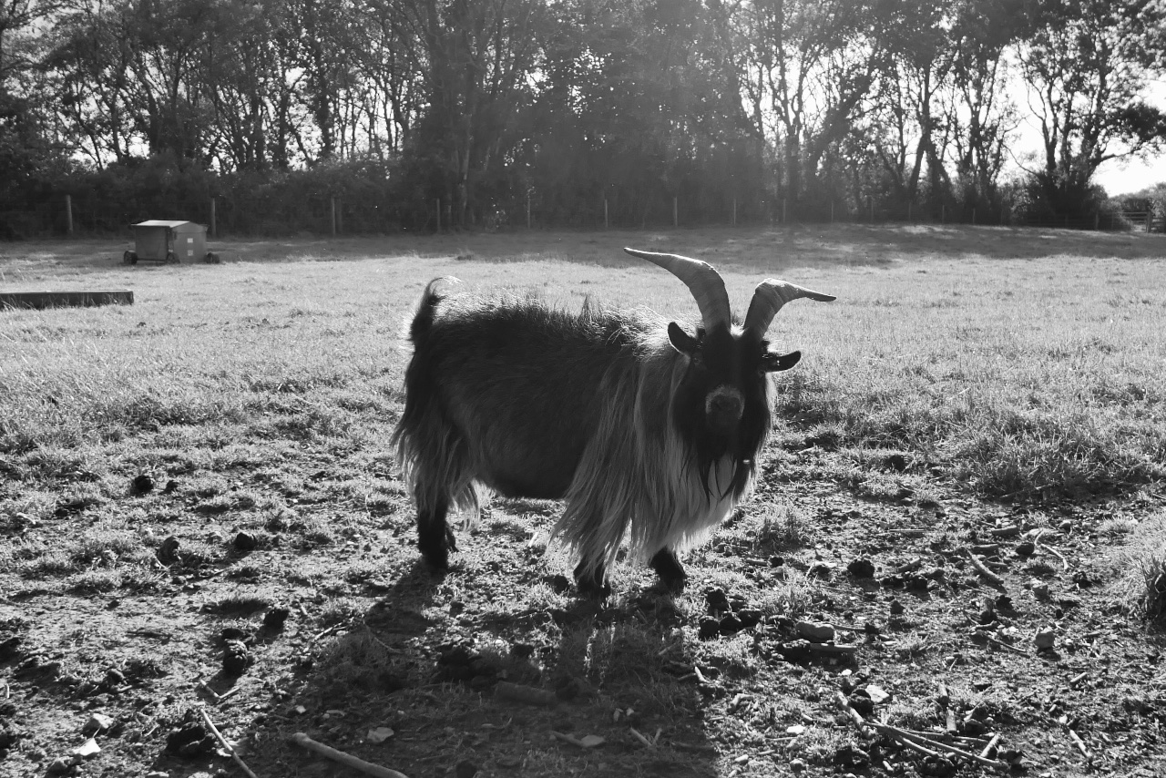 The Goat. 