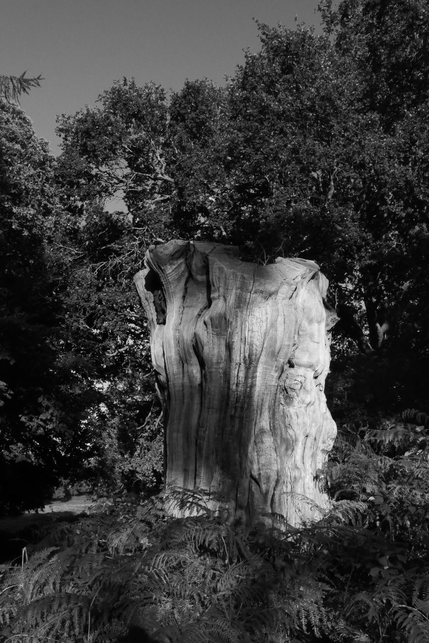 The Stump. Sunlight on an old, weathered stump.