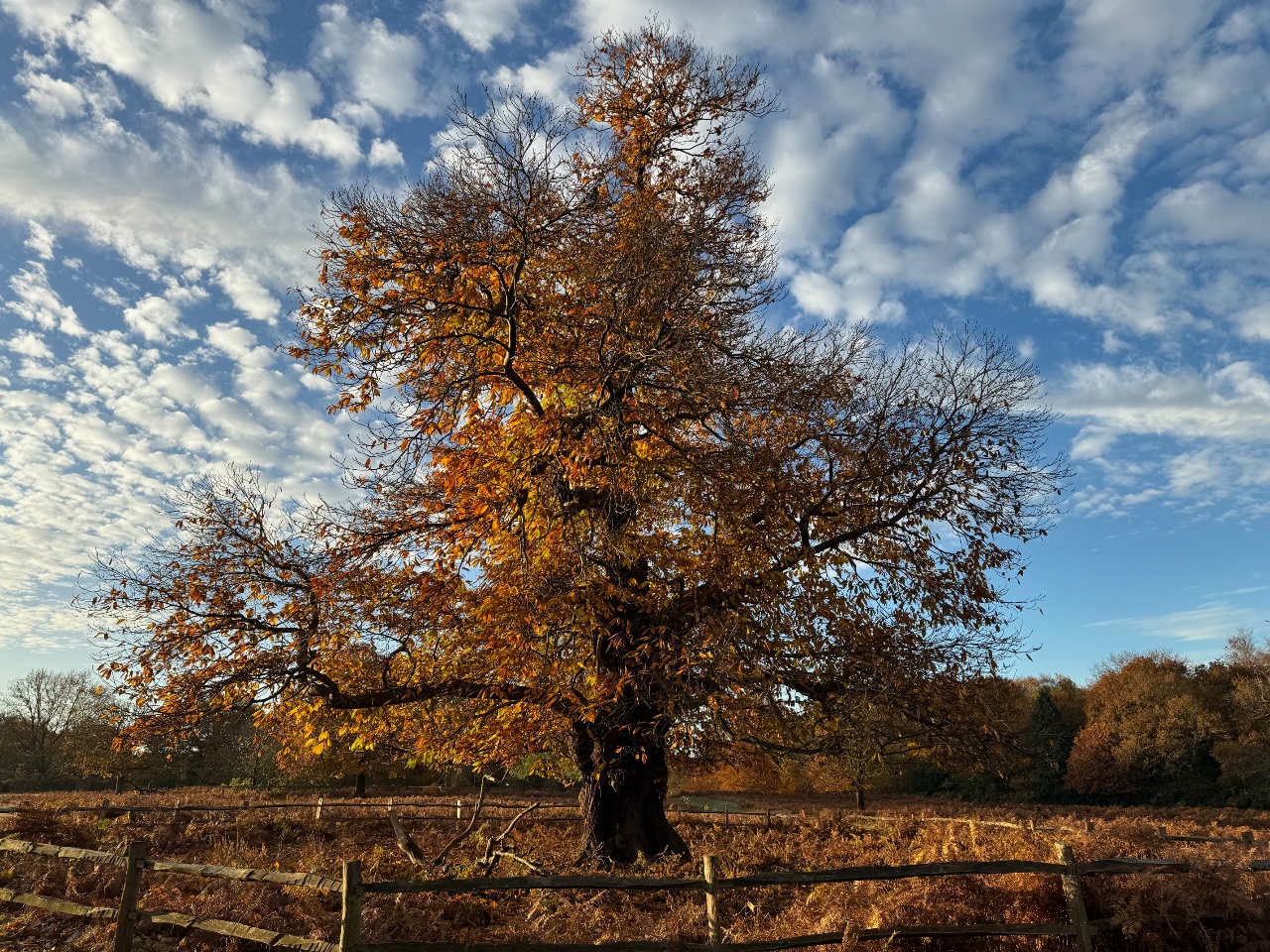 The Tree. 