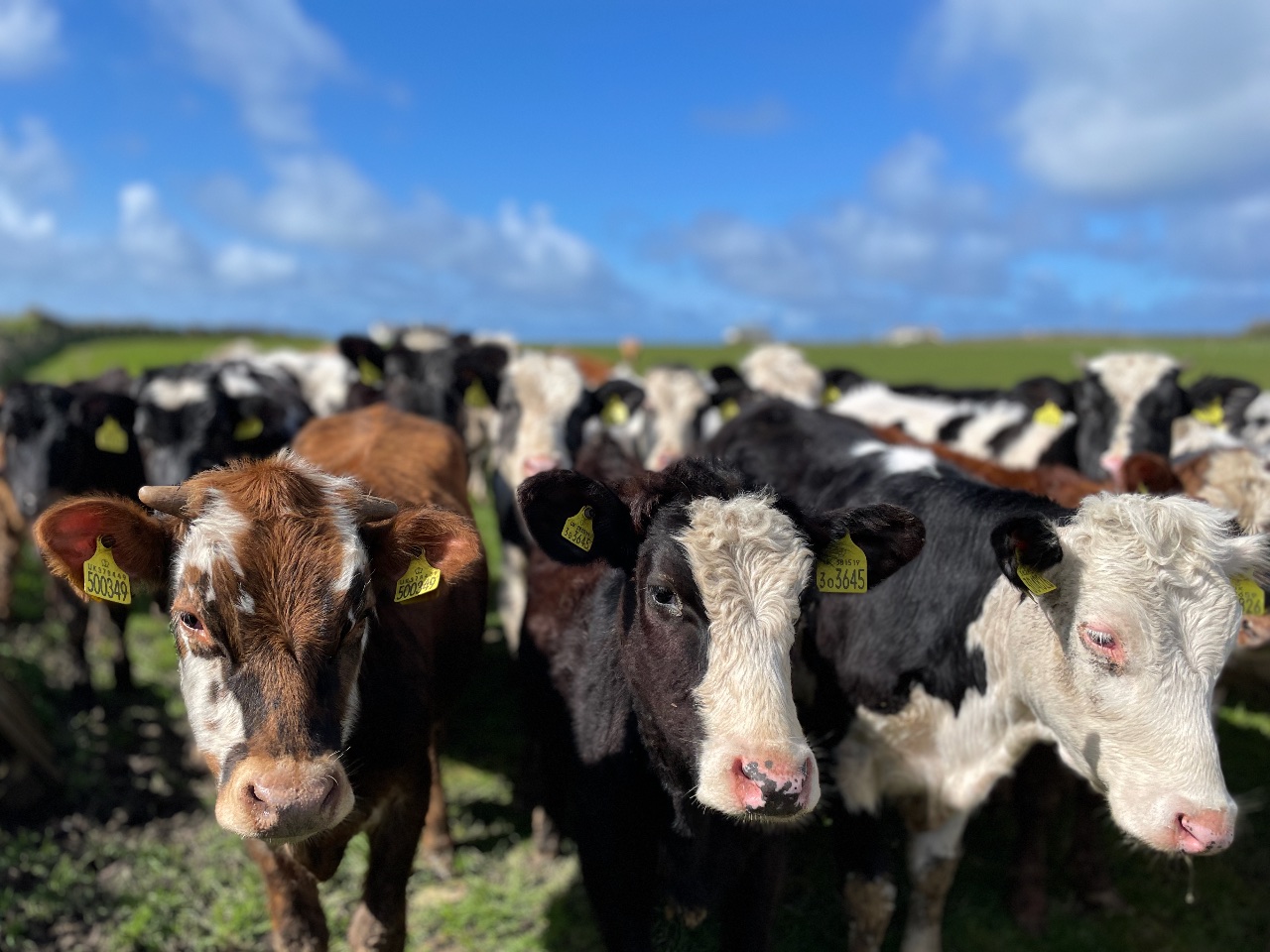 Three Cows. 