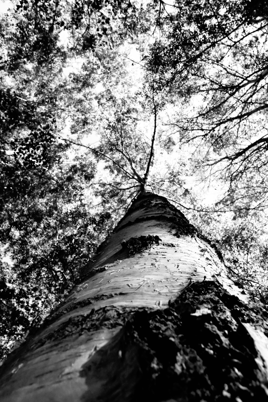 Tree Trunk. 
