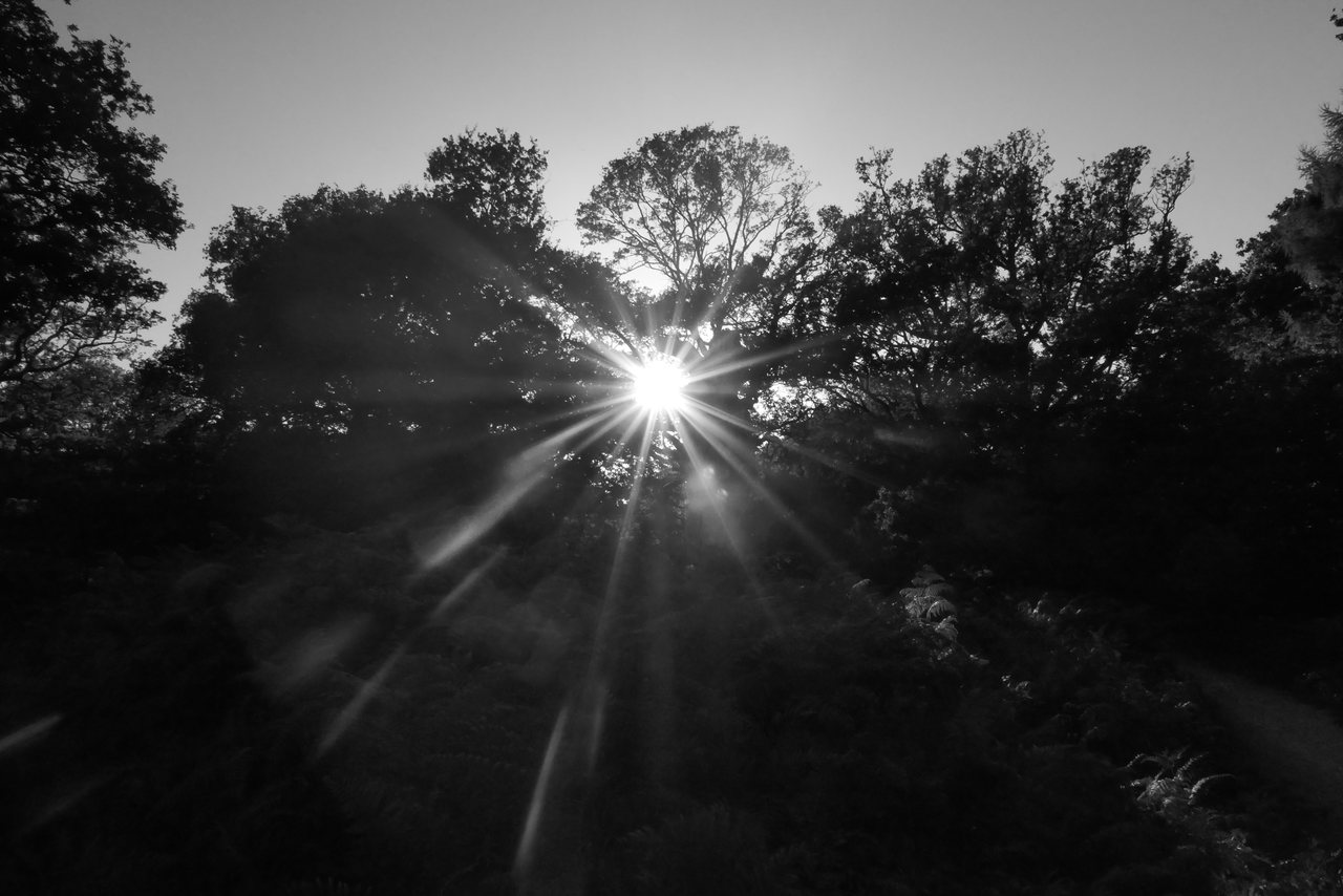 Treeline. The sun setting into the tops of the trees.