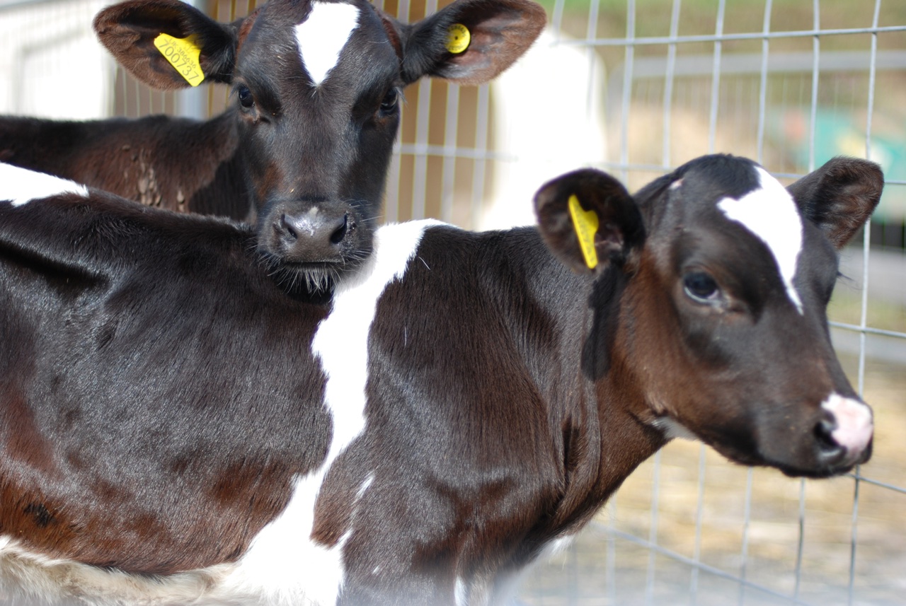 Two Calves. 