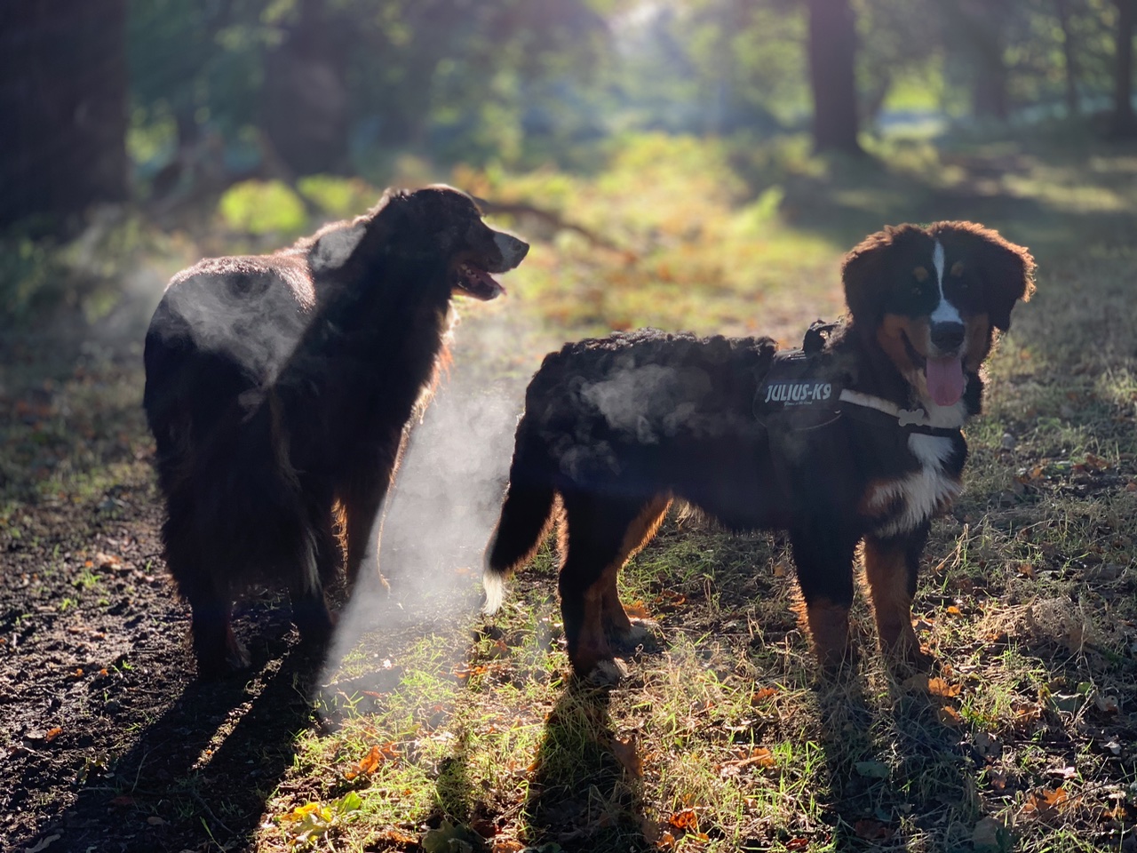 Two Large Dogs. 